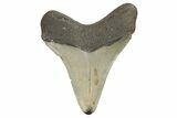 Serrated, Fossil Megalodon Tooth - North Carolina #190776-1